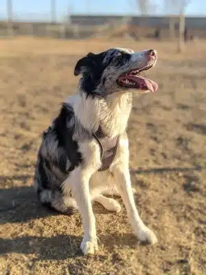 Waggin' Tails Dog Park