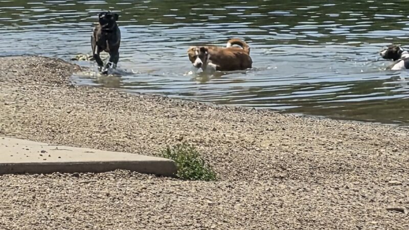 Shawnee Mission Park Dog Beach - Lenexa, KS