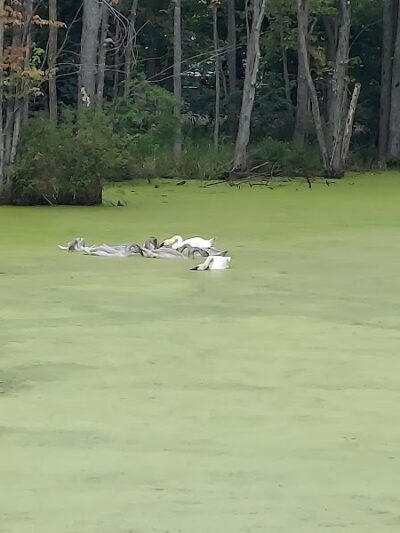 Leonard Park - Leonard, MI