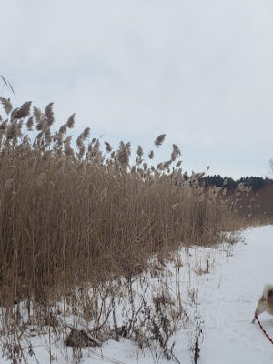 Addison Township Watershed Preserve