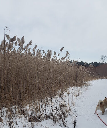 Addison Township Watershed Preserve
