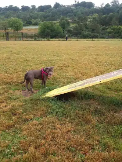 Lewiston Dog Park - Lewiston, MI