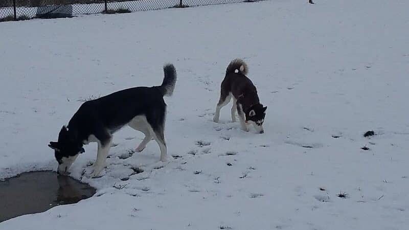 Lewiston Dog Park - Lewiston, MI