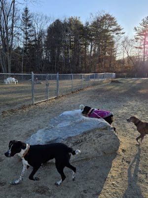 Robin's Garden & Dog Park - Lewiston, ME