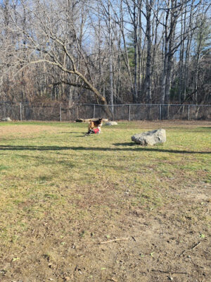 Robin's Garden & Dog Park