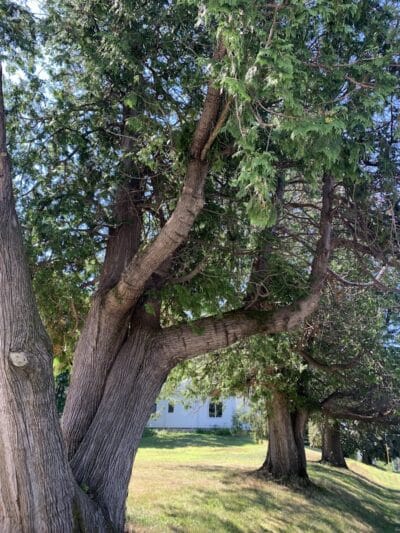 Robin's Garden & Dog Park - Lewiston, MI