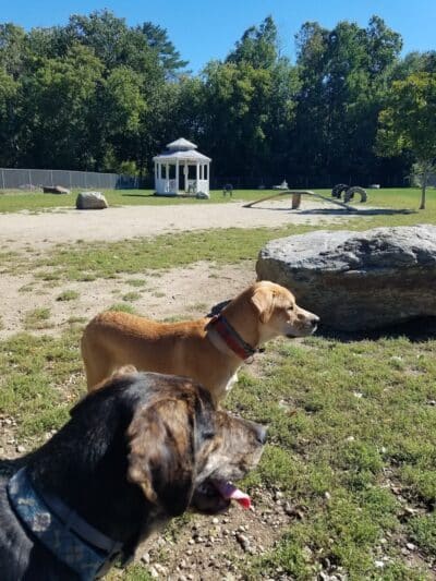 Robin's Garden & Dog Park - Lewiston, MI