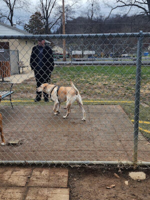 Dog park