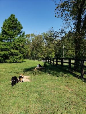 Jacobson Park Dog Park
