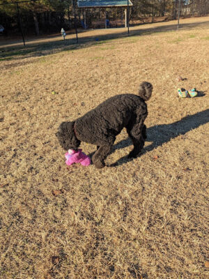 Lexington Paw Park (members only)