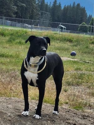 Libby Dog Park