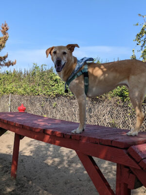 Nickerson Beach Park