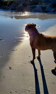 Point Lookout Beach