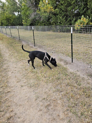 Bowling Lake Dog Park