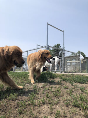 Mahoney Park Dog Run