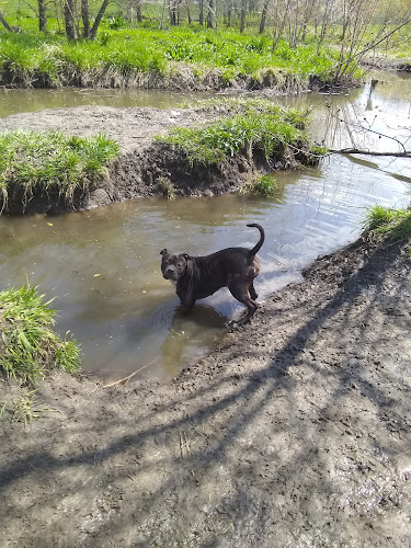Parking Lot - Holmes Lake Dog Park