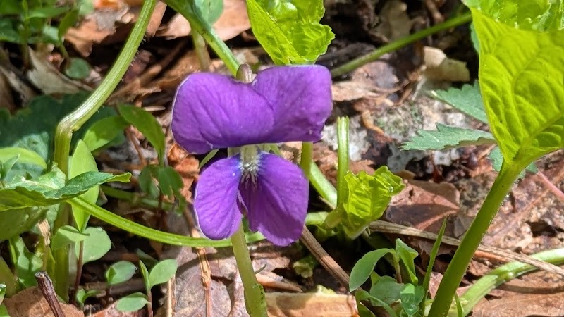 Holmes Run Stream Valley Park - Lincolnia, VA