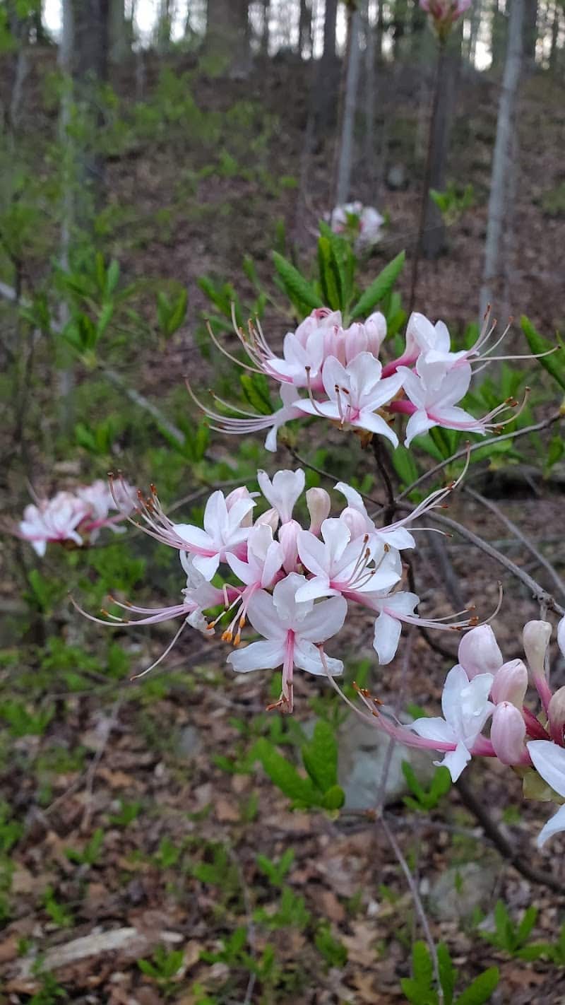 Holmes Run Stream Valley Park - Lincolnia, VA