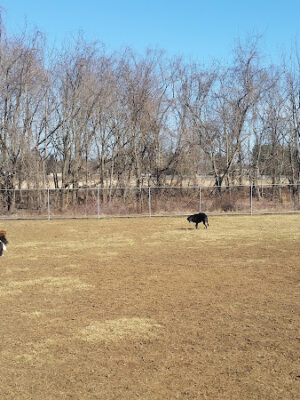 Thompson Park Off-Leash Dog Area