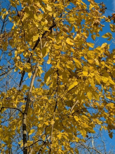 Eagle's Wooden Park - Linden,