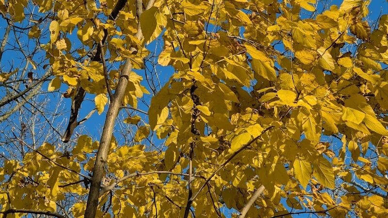 Eagle's Wooden Park - Linden,