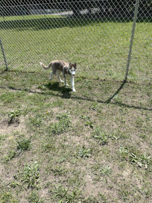 Lindenwold Dog Park
