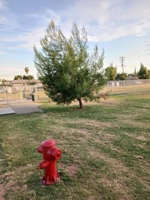 Lindsay Kiwanis Paw Park