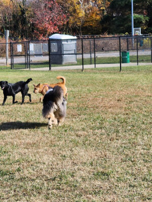 Overlook Dog Park
