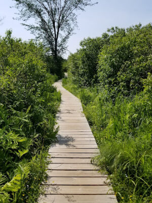 Little Pond Boardwalk Trail