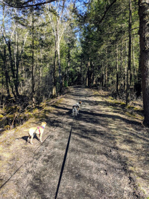 White Memorial - Mattatuck Trail