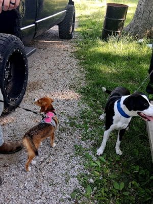 Litchfield Dog Park - Litchfield, IL