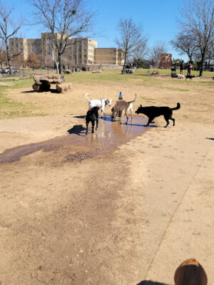 Paws Park at Murray