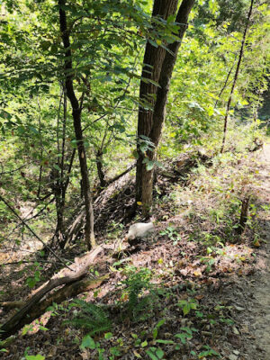 River Mountain Park