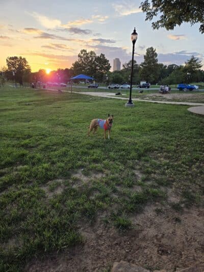 MacArthur Dog Park and Recreation - Little Rock, AR