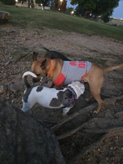 MacArthur Dog Park and Recreation - Little Rock, AR