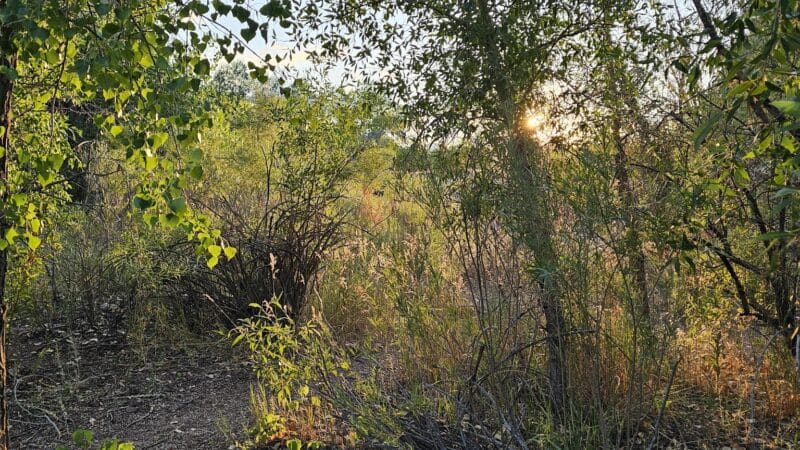 Chatfield Dog Park - Littleton, CO