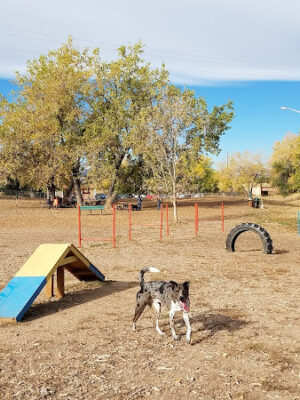 Englewood Canine Corral