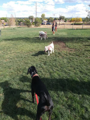 Wynetka Ponds Bark Park