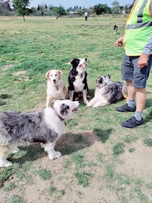 Livermore Canine Park