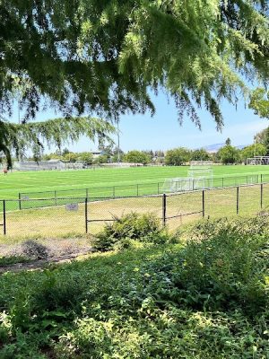 Livermore Canine Park