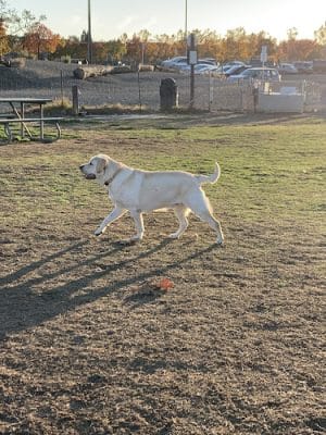 Livermore Canine Park