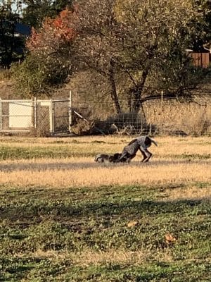Livermore Canine Park