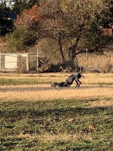 Livermore Canine Park