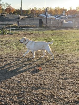Livermore Canine Park