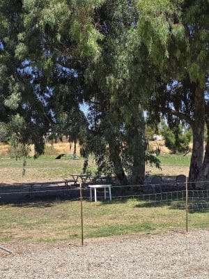 Livermore Canine Park