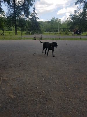 Wegman's Good Dog Park
