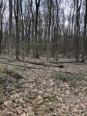 Livingston Walking Trails
