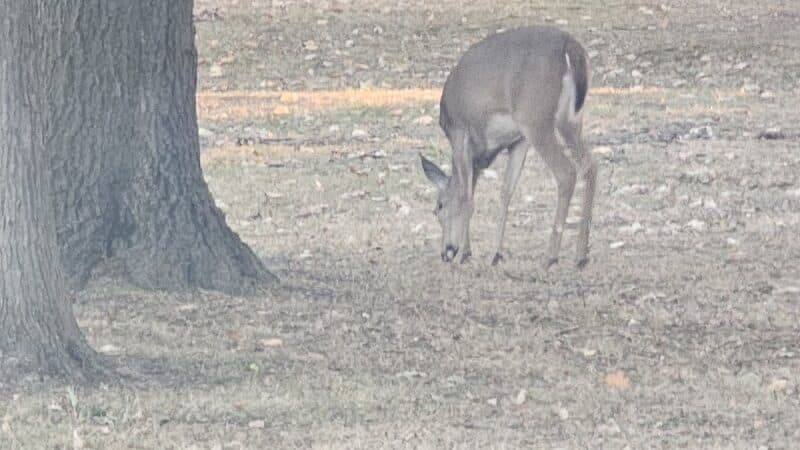 Compton Park - Livonia,