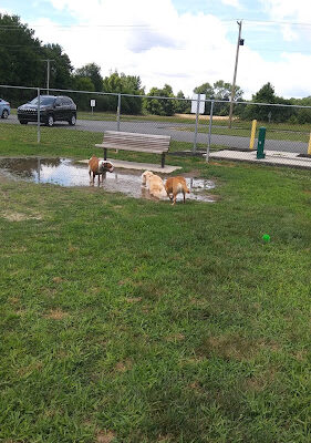 Gloucester County Dog Park