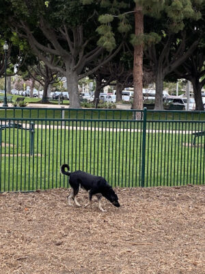 Bixby Dog Park